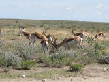 Namibia, Hochzeit, Reise, Bilder, Fotos - img_5207.jpg